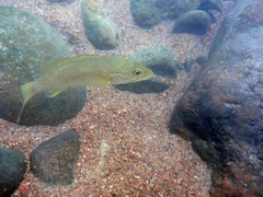 Micropterus dolomieu