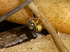 Dolichovespula arenaria