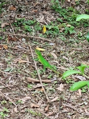 Ctenosaura similis