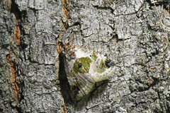 Maliattha synochitis