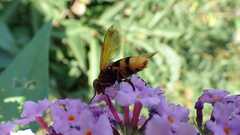 Volucella zonaria
