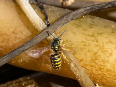 Dolichovespula arenaria