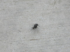 Cicindela punctulata punctulata