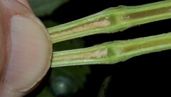 Vitis cinerea baileyana