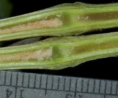 Vitis cinerea baileyana