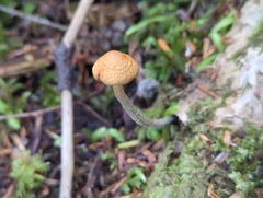 Hypholoma marginatum