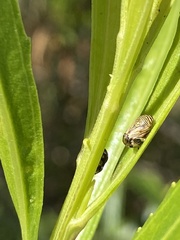 Clastoptera lineatocollis