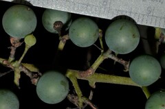 Vitis cinerea baileyana