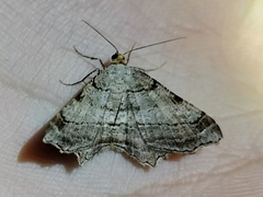 Macaria multilineata