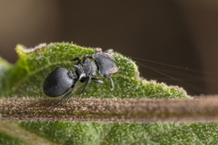 Cephalotes pusillus