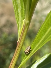 Clastoptera lineatocollis