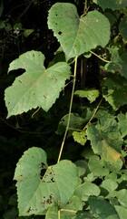 Vitis cinerea baileyana