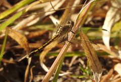 Orthetrum caledonicum