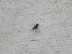 Cicindela punctulata punctulata