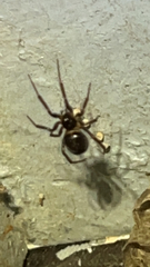 Steatoda grossa