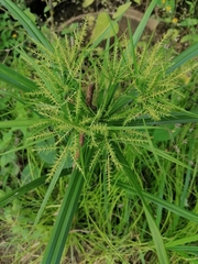 Cyperus odoratus