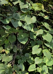 Vitis cinerea baileyana
