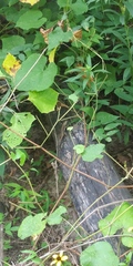 Sceloporus consobrinus