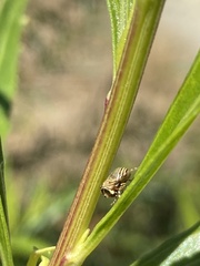 Clastoptera lineatocollis