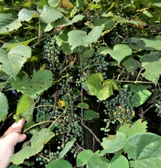 Vitis cinerea baileyana