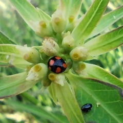 Brachiacantha ursina