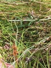 Eleocharis atricha