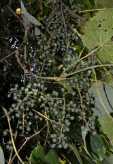 Vitis cinerea baileyana