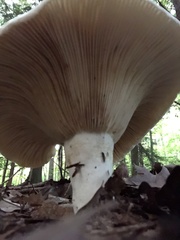 Lactifluus