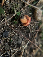 Hygrocybe miniata