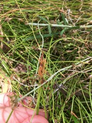 Eleocharis atricha