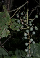 Vitis cinerea baileyana