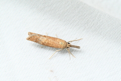 Neodactria