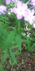 Phlox paniculata