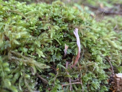 Clavulina castaneipes