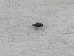 Cicindela punctulata punctulata