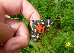 Callimorpha dominula