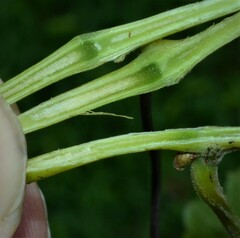 Vitis cinerea baileyana