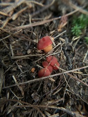 Hygrocybe miniata
