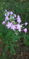 Phlox paniculata