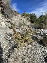 Phacelia argylensis