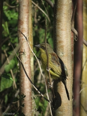 Agelasticus cyanopus