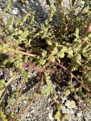 Phacelia argylensis