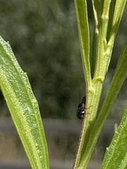 Clastoptera lineatocollis