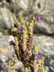 Phacelia argylensis