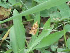 Sparganothis sulfureana