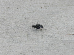 Cicindela punctulata punctulata