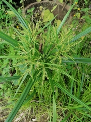 Cyperus odoratus