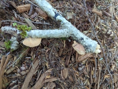 Hapalopilus rutilans