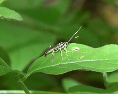 Cratichneumon paratus