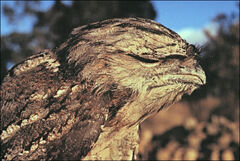 Podargus strigoides